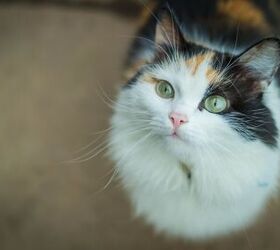 Diatomaceous Earth for Cats: A Natural Flea Treatment