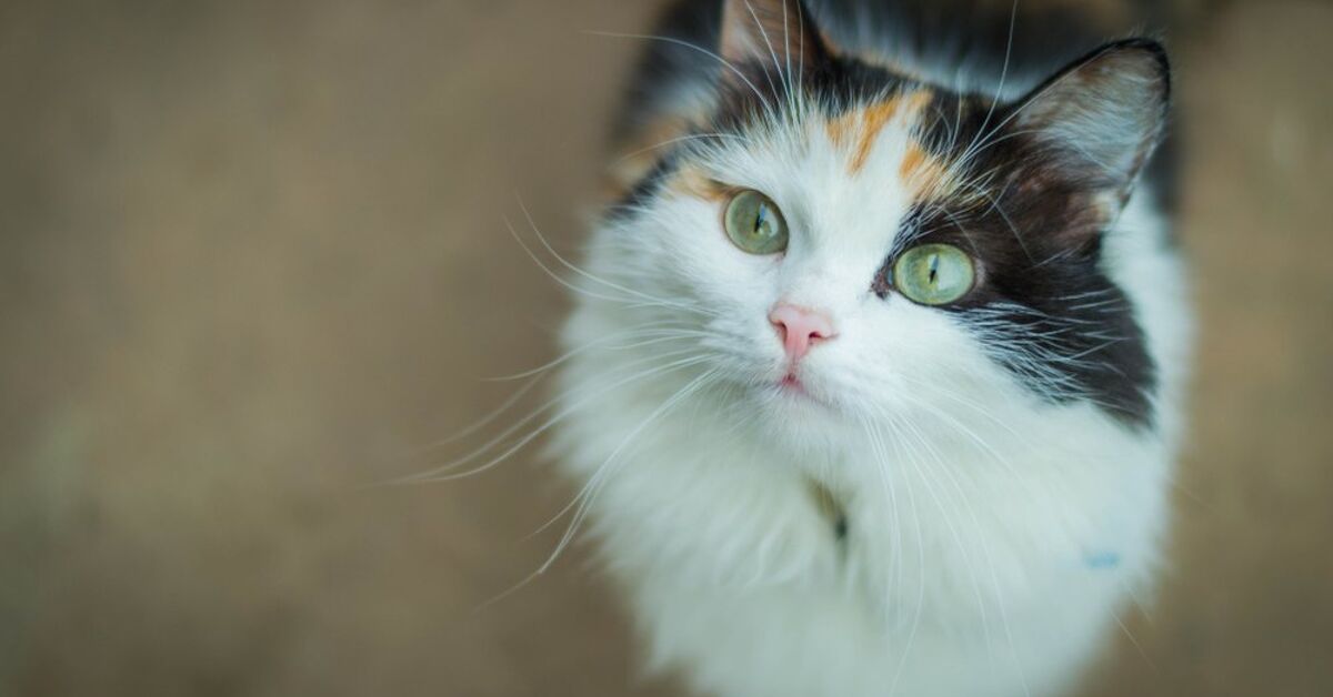 Flea Infestation Treatment Diatomaceous Earth Cats photo