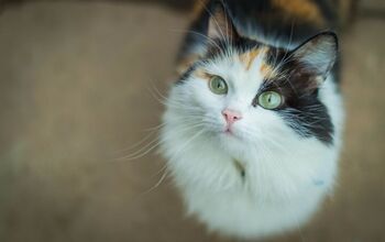 Diatomaceous Earth for Cats: A Natural Flea Treatment