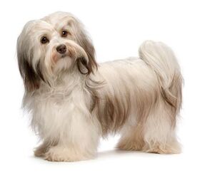 is a havanese a good family dog