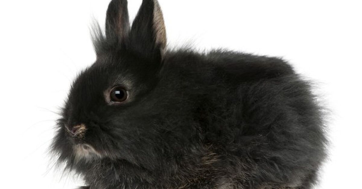 Poor Bunny! High Score (101)