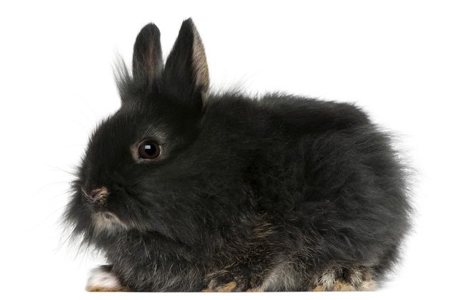 Black Ecuador Rabbit Black Dwarf Rabbit Breeds