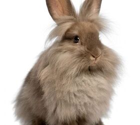 Lionhead Rabbits: All About These Cute and Unusual Bunnies PetHelpful