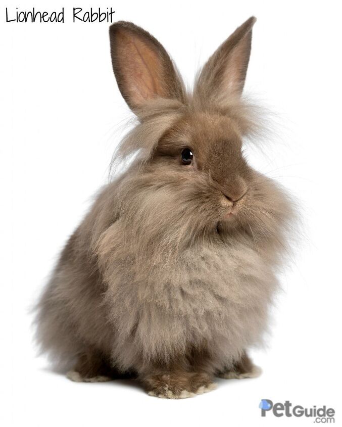 Lionhead Rabbit Breed Information and Pictures - PetGuide.com | PetGuide