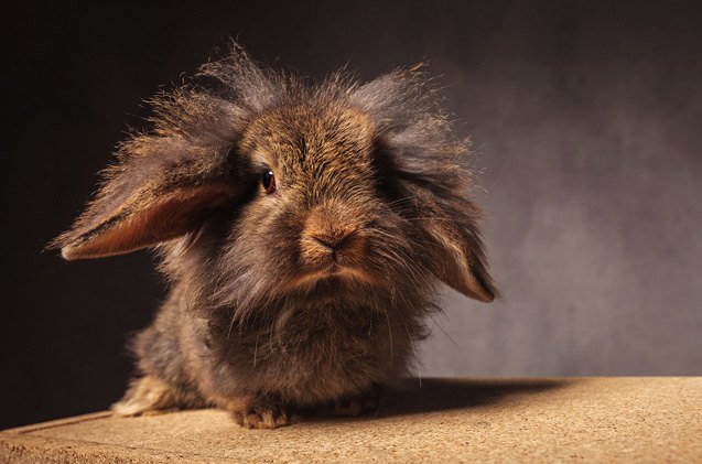 Lionhead Rabbit Breed Information and Pictures - PetGuide.com | PetGuide