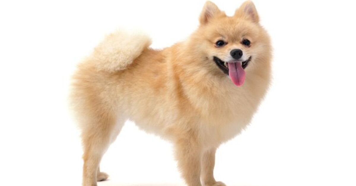Pomeranian Dog Breed Information and Pictures - Petguide | PetGuide