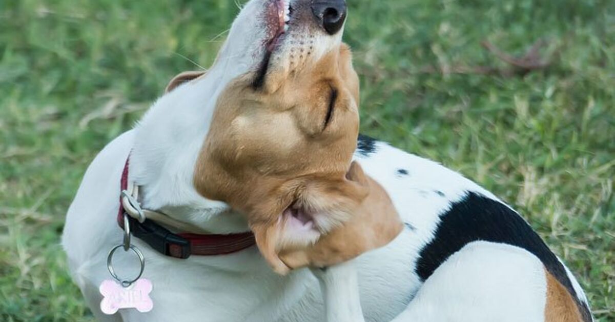 This Cute Puppy Doesn't Understand His Hiccups Cutest puppy ever, Dog growling,