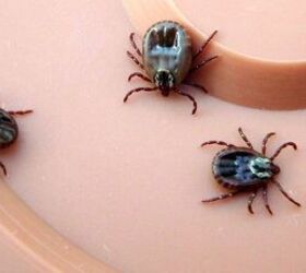 tick talk do all natural diy tick repellents really work