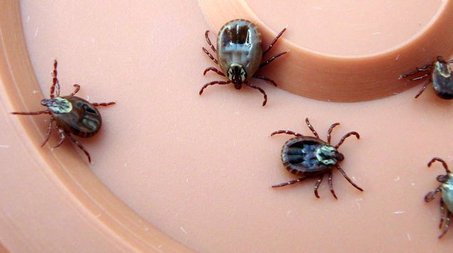 tick talk do all natural diy tick repellents really work