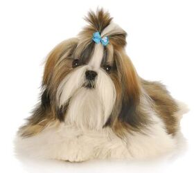 Images Of Shih Tzu Dogs USA Online