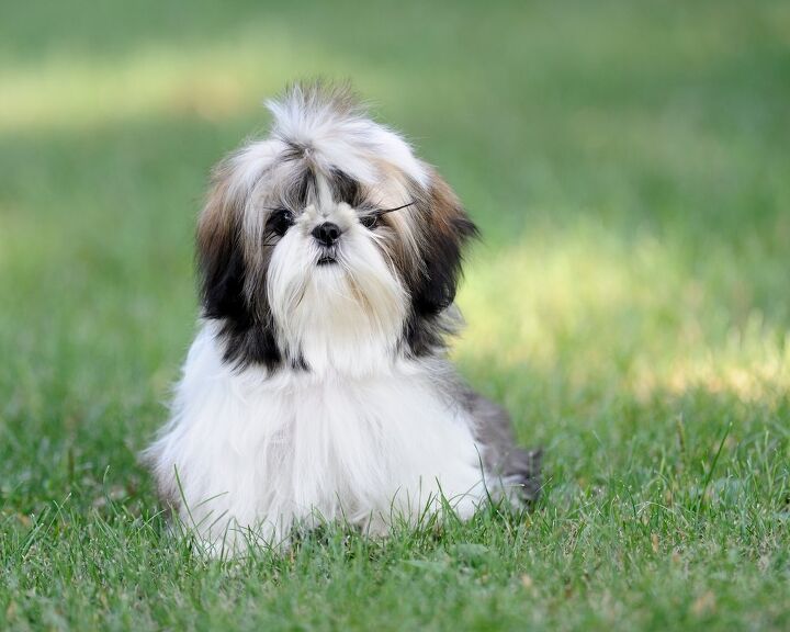 Shih Tzu Dogs  Breed, History and Health Overview