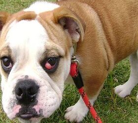 What Is Cherry Eye In Dogs?