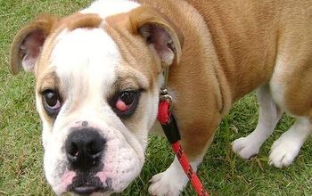 What Is Cherry Eye In Dogs?