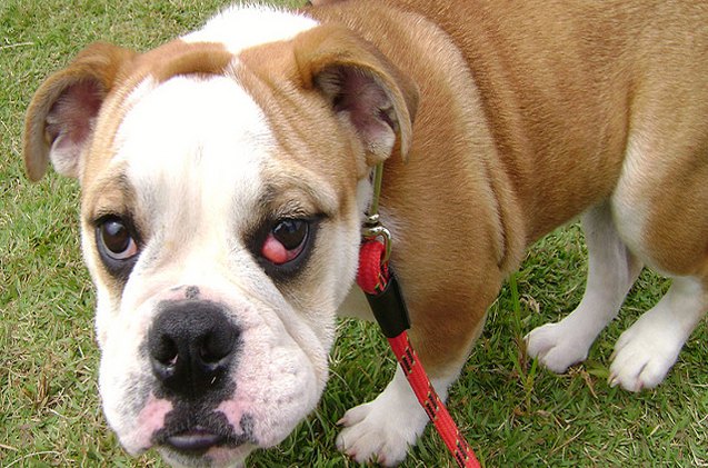 what is cherry eye in dogs