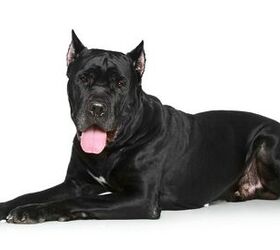 how long it take for a female cane corso to mature