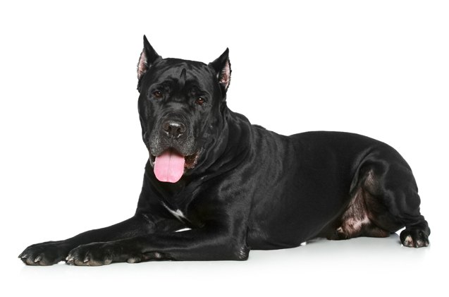 When barking may signal a problem