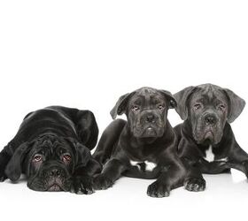 Cane corso dogs ! To protect ! No one will want to enter your yard wit