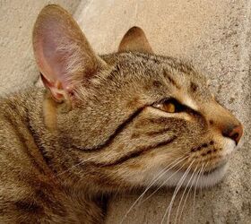 Ear Mites In Cats Lead To Serious Scratching