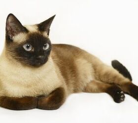 are siamese cats good with dogs