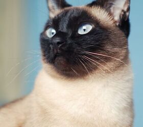 Siamese Cat Breed Information and Breed - PetGuide | PetGuide