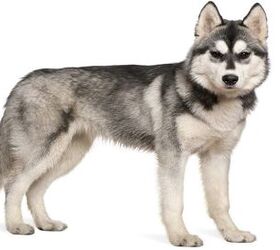 Siberian Husky Information and Pictures