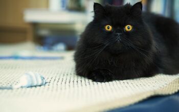 7 Illuminating Facts About Black Cats