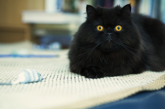 7 illuminating facts about black cats