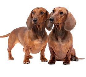 are dachshunds good lap dogs