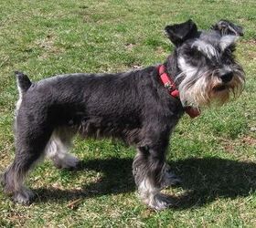 are schnauzers a type of terrier
