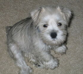 Miniature schnauzer – one of the most average dogs in the UK according to  new research