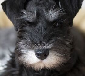 can a miniature schnauzer and a patterdale terrier be friends