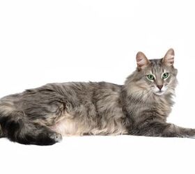 Norwegian forest cat cheap canadian breeders