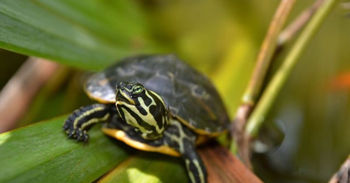 YellowBellied Slider Information and Pictures PetGuide PetGuide