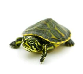 Yellow Bellied Slider Information and Pictures PetGuide PetGuide