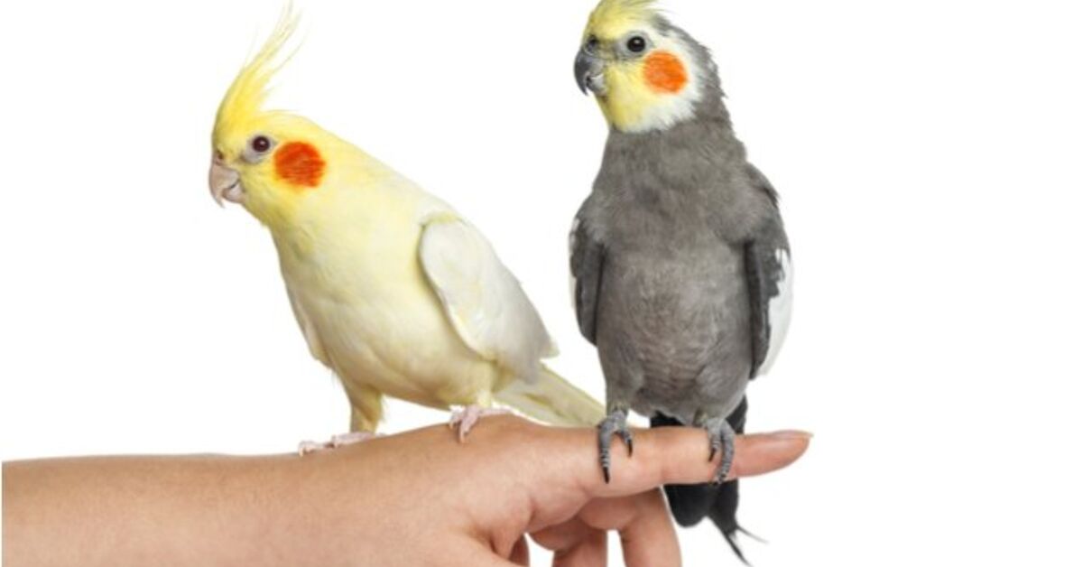 Cockatiel | What You Need To Know About The Cockatiel