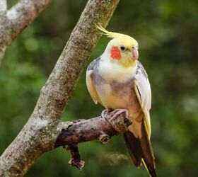 Cockatiel store