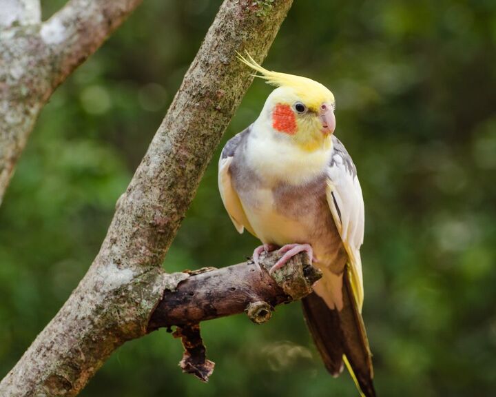 Cockatil Roti Cockatiel | What You Need To Know About The Cockatiel - PetGuide | PetGuide