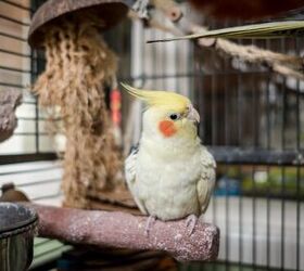 Pets at home sales cockatiel