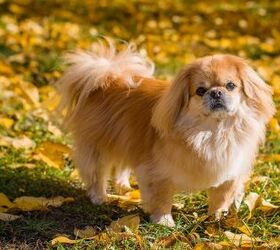 Top 10 Dog Breeds That Shed the Most