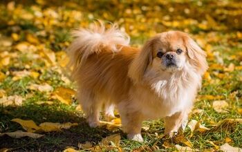 Top 10 Dog Breeds That Shed the Most