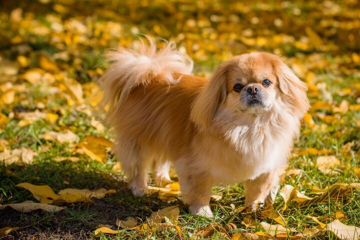 top 10 dog breeds that shed the most