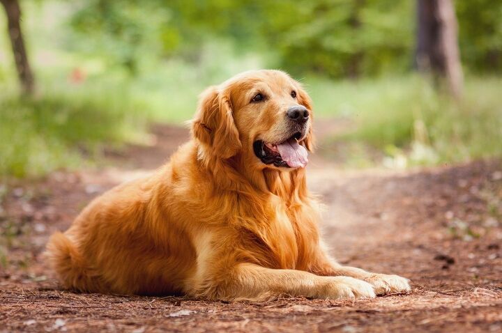 top 10 dog breeds that shed the most