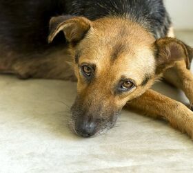 Doggie Depression: Understanding Depression in Dogs