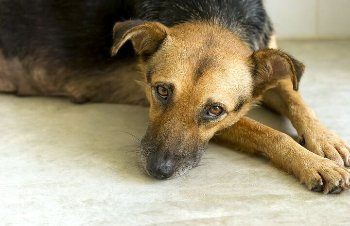 doggie depression understanding depression in dogs
