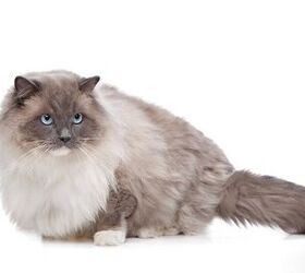Ragdoll cat breed information, advice about Ragdoll cats. - Your Cat