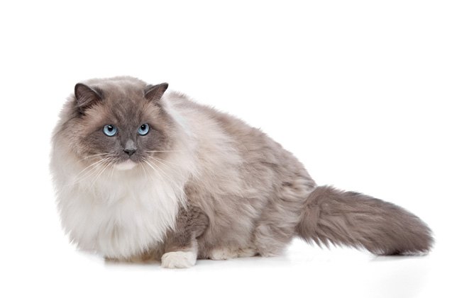 Ragdoll Cat Breed Information and Pictures - PetGuide | PetGuide