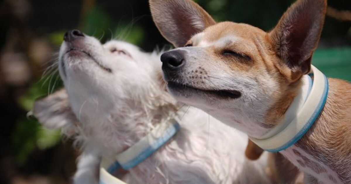 Tick Guide: Common Types Of Ticks In North America | PetGuide