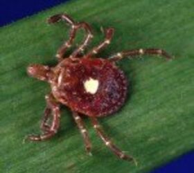 tick guide common types of ticks in north america