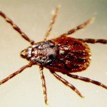 tick guide common types of ticks in north america