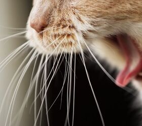 vomiting in cats when to worry